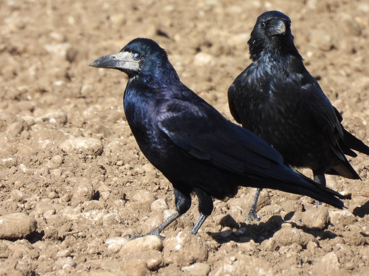 Rook - ML642914025