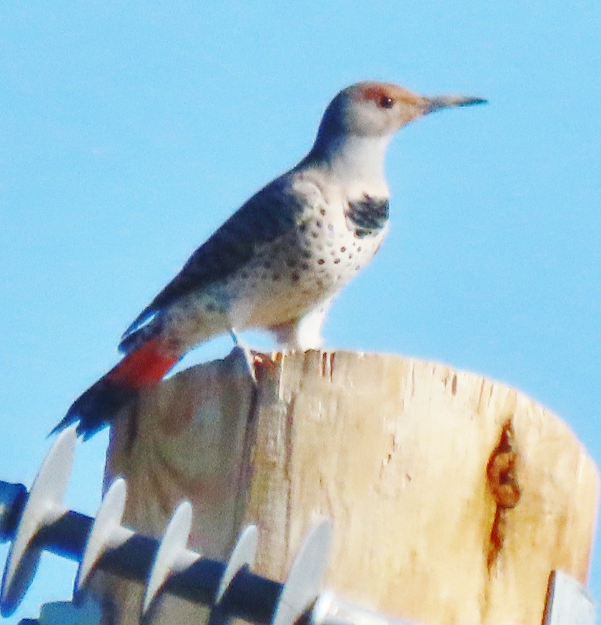 Northern Flicker (Red-shafted) - ML642914028
