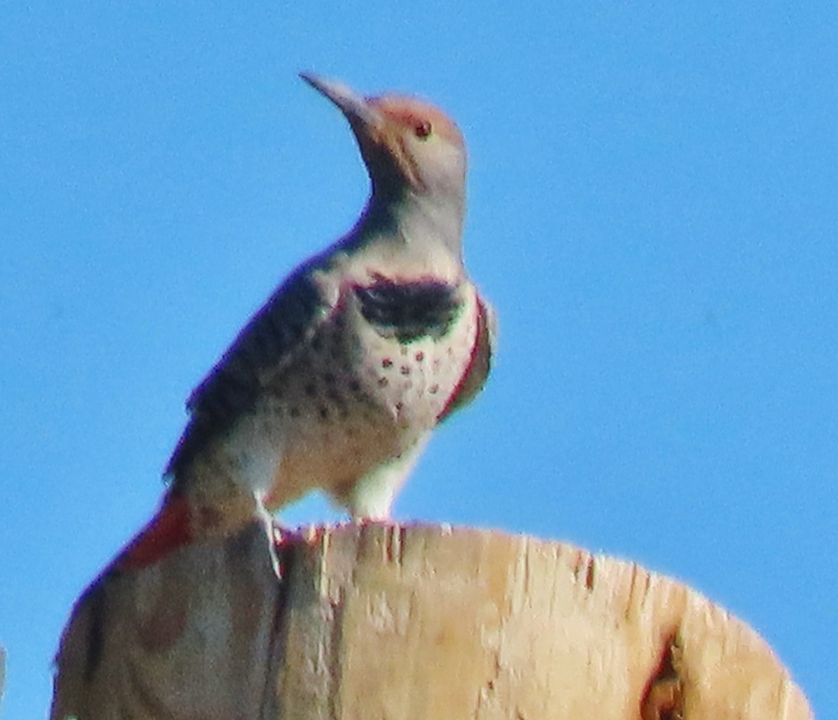 Northern Flicker (Red-shafted) - ML642914031