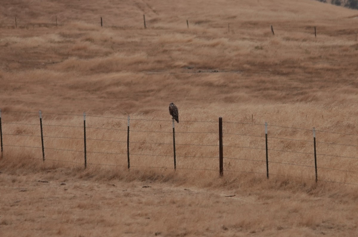 Ferruginous Hawk - ML642914052