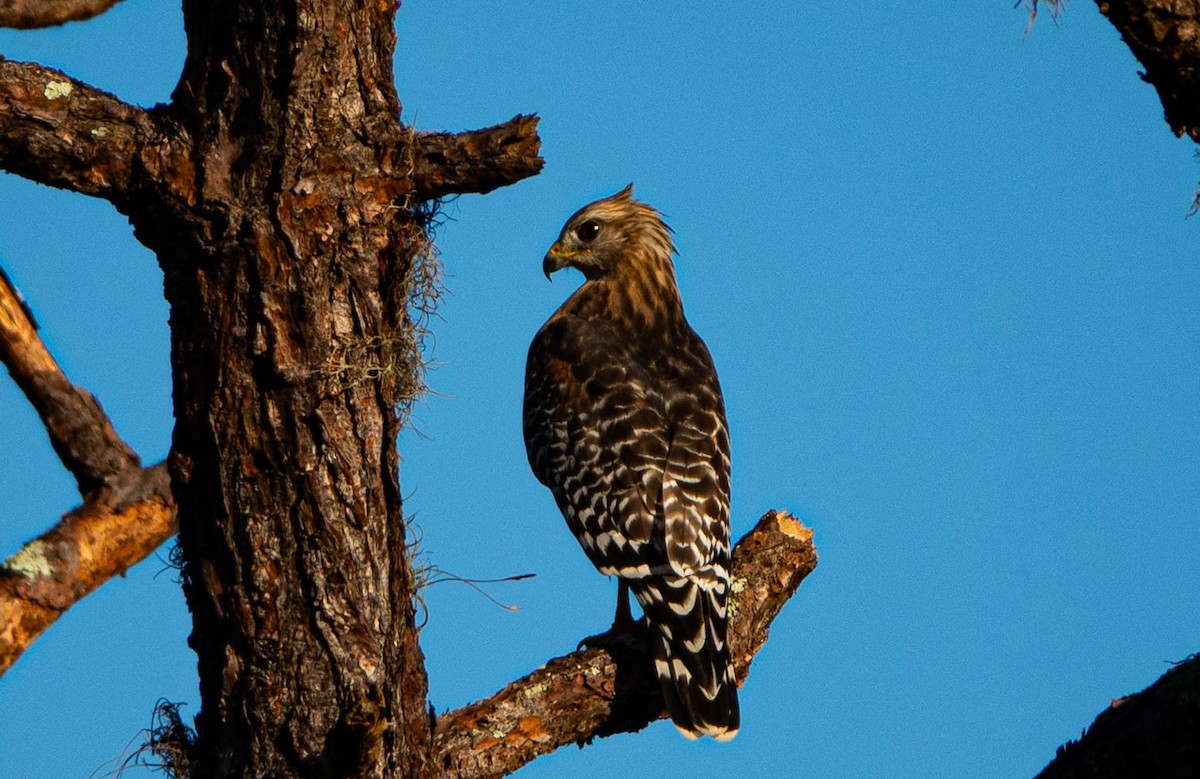 Red-shouldered Hawk - ML642914057