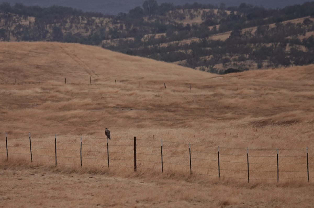 Ferruginous Hawk - ML642914062