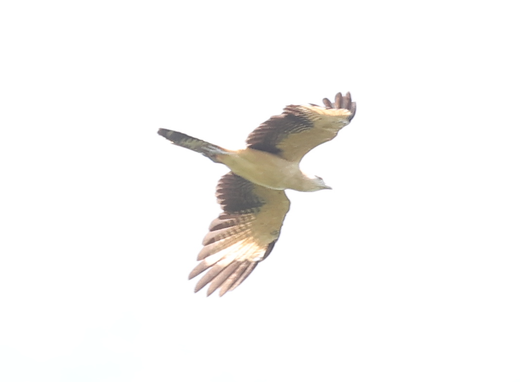 Yellow-headed Caracara - ML642914063