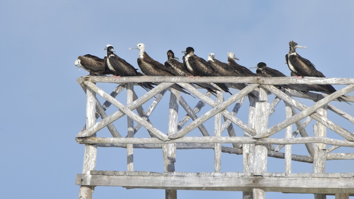 Magnificent Frigatebird - ML642914067