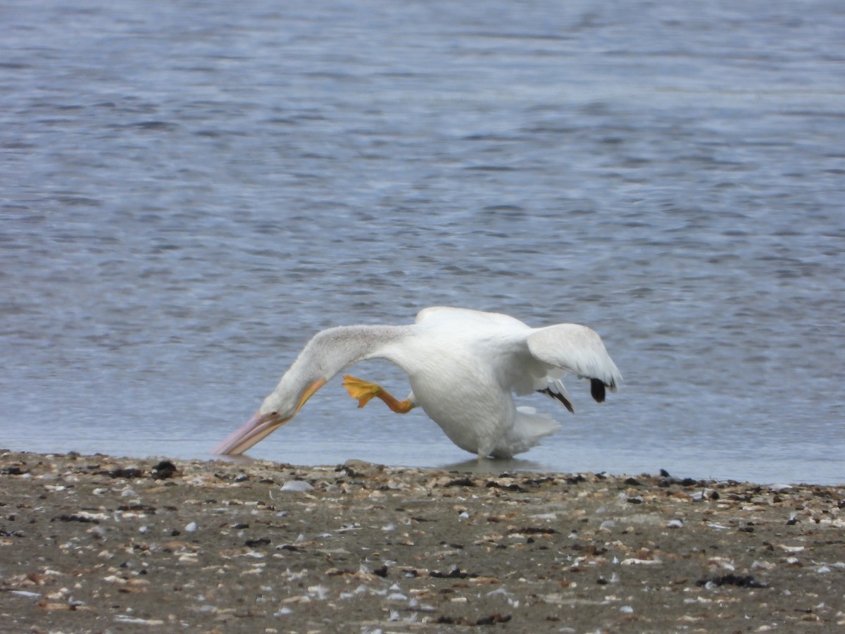 American White Pelican - ML642914082
