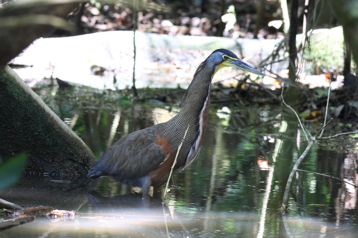 Bare-throated Tiger-Heron - ML642914089