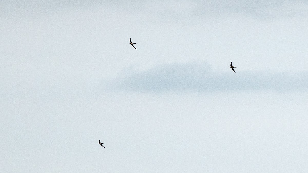 Alpine Swift - ML642914100