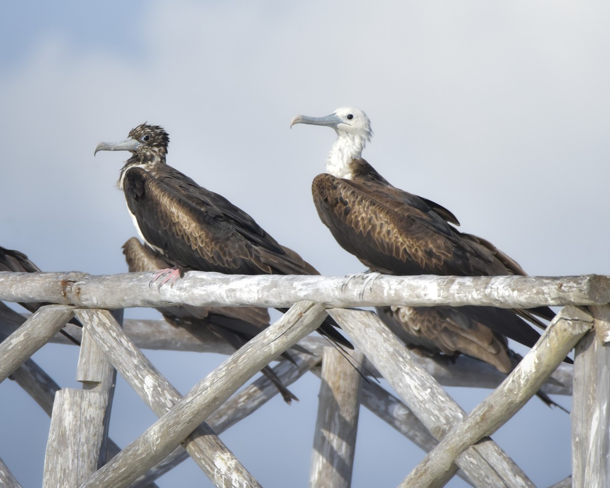 Magnificent Frigatebird - ML642914103