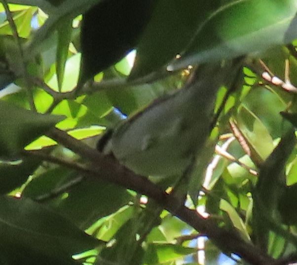 Golden-winged Warbler - ML642914127