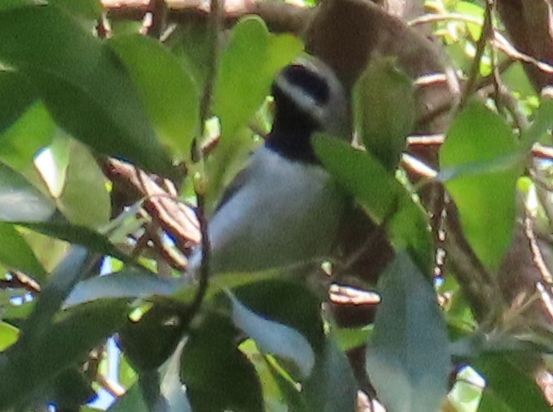 Golden-winged Warbler - ML642914128