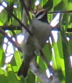 Golden-winged Warbler - ML642914129