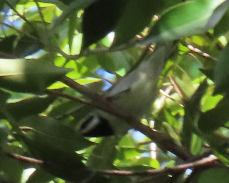 Golden-winged Warbler - ML642914131