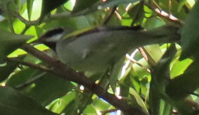 Golden-winged Warbler - ML642914132
