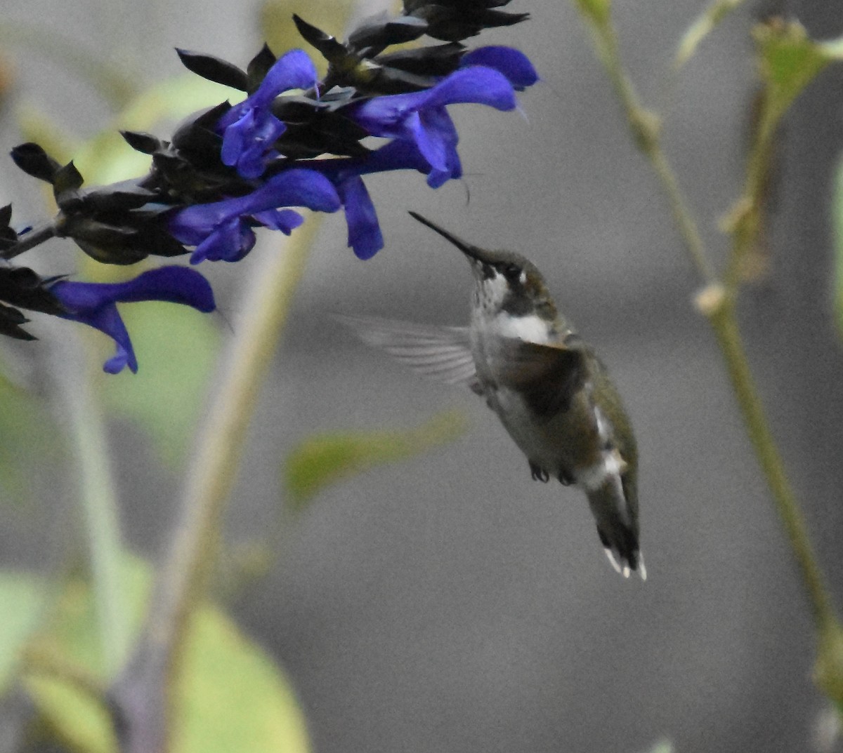 Colibri à gorge rubis - ML642914136