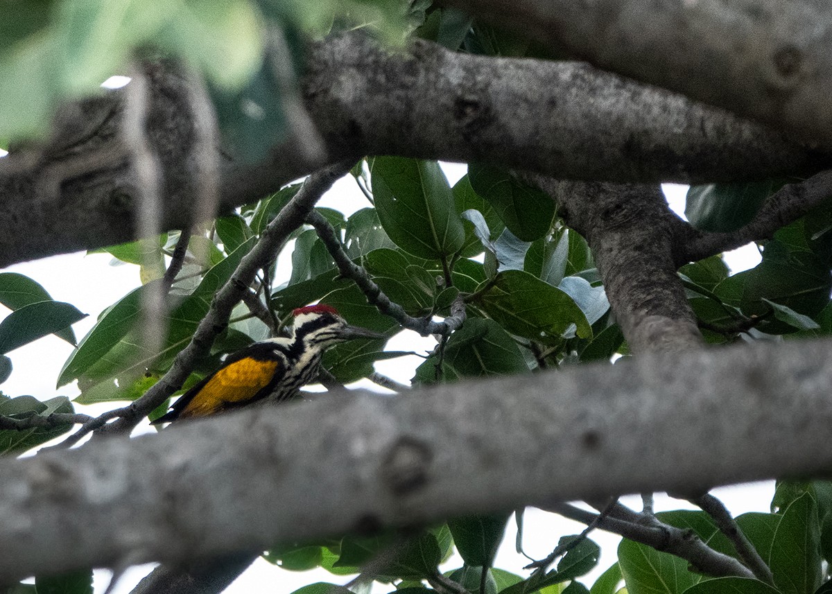 White-naped Woodpecker - ML642914158