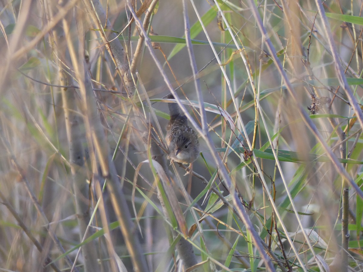 Sedge Wren - ML642914164