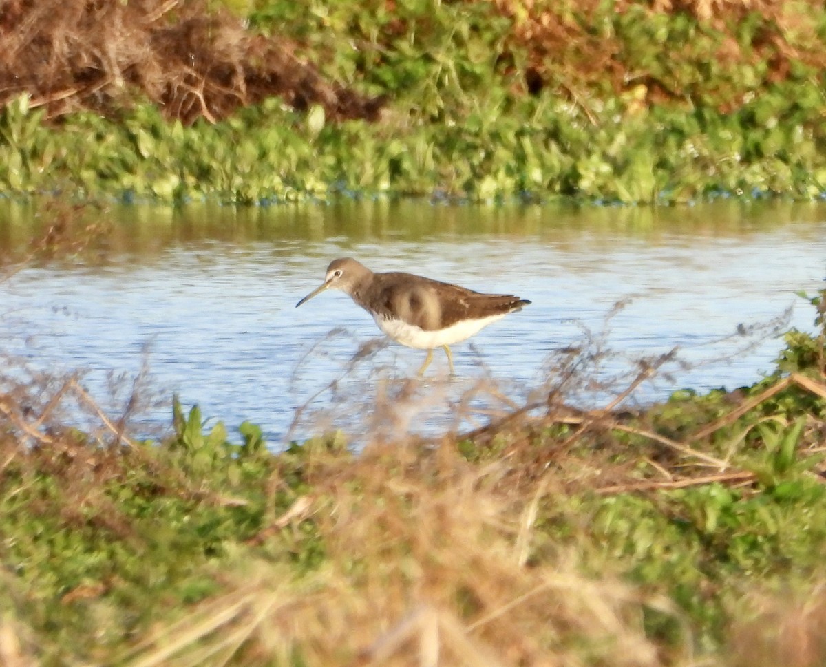 Waldwasserläufer - ML642914175