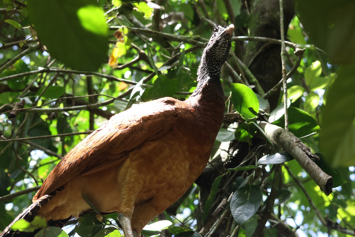 Great Curassow - ML642914176