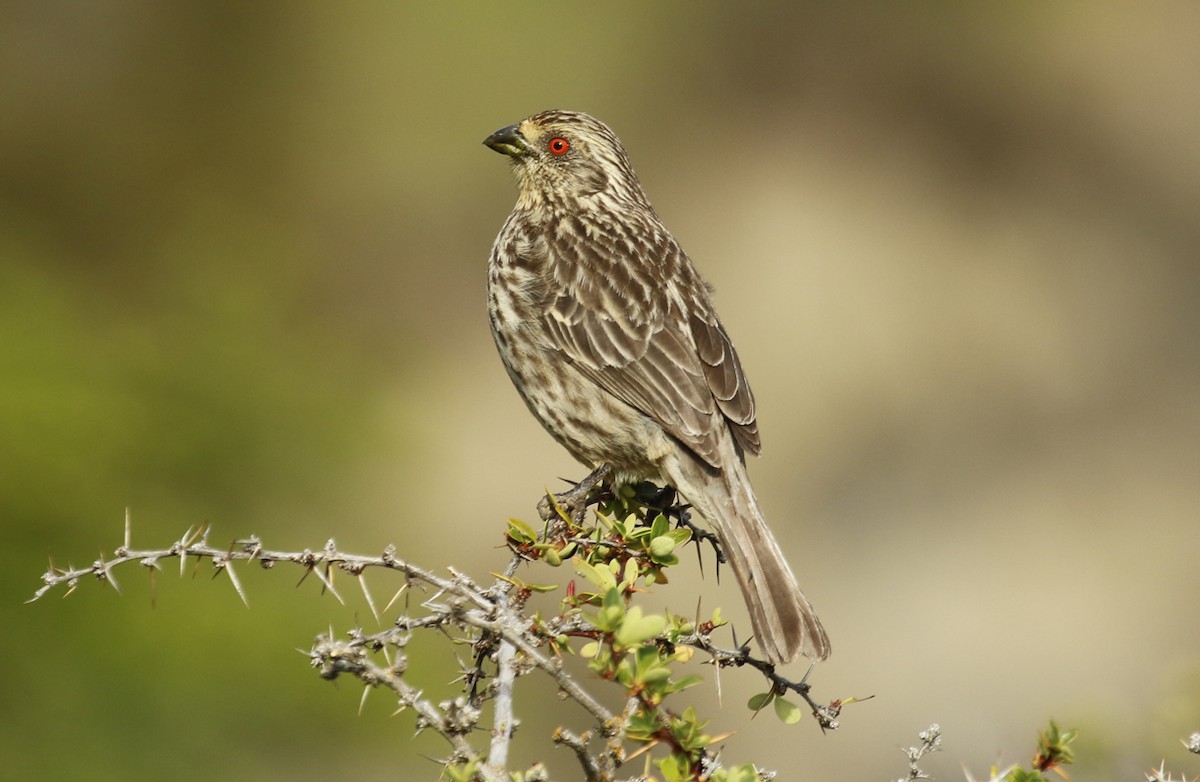 Rufous-tailed Plantcutter - ML642914201