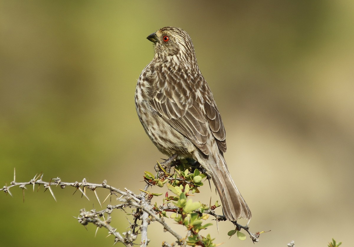 Rufous-tailed Plantcutter - ML642914202