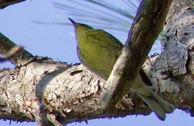 Pine Warbler - ML642914203