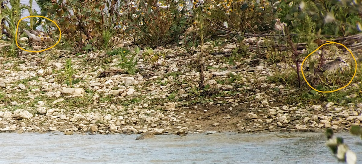 Black-bellied Plover - ML642914209