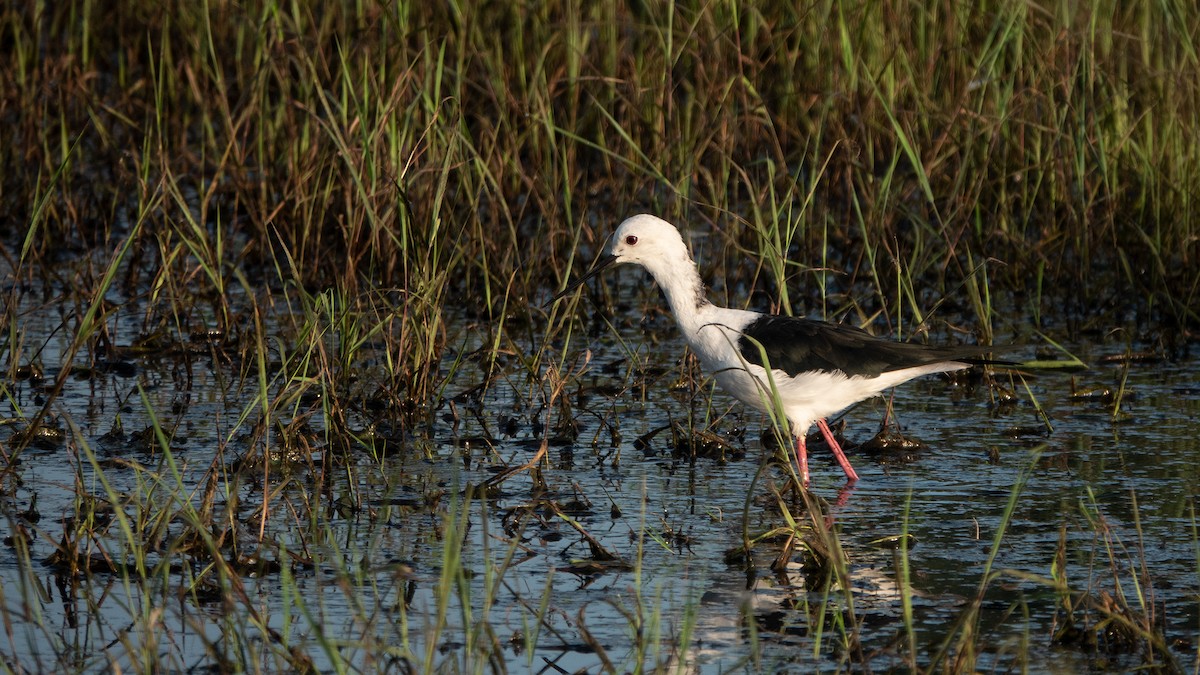 Эгэл хилэн жигүүр - ML642914212