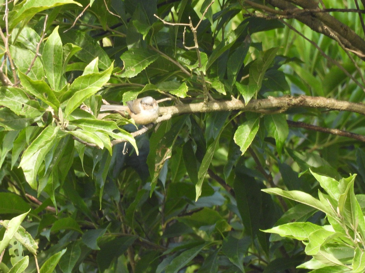 Bushtit - ML642914213