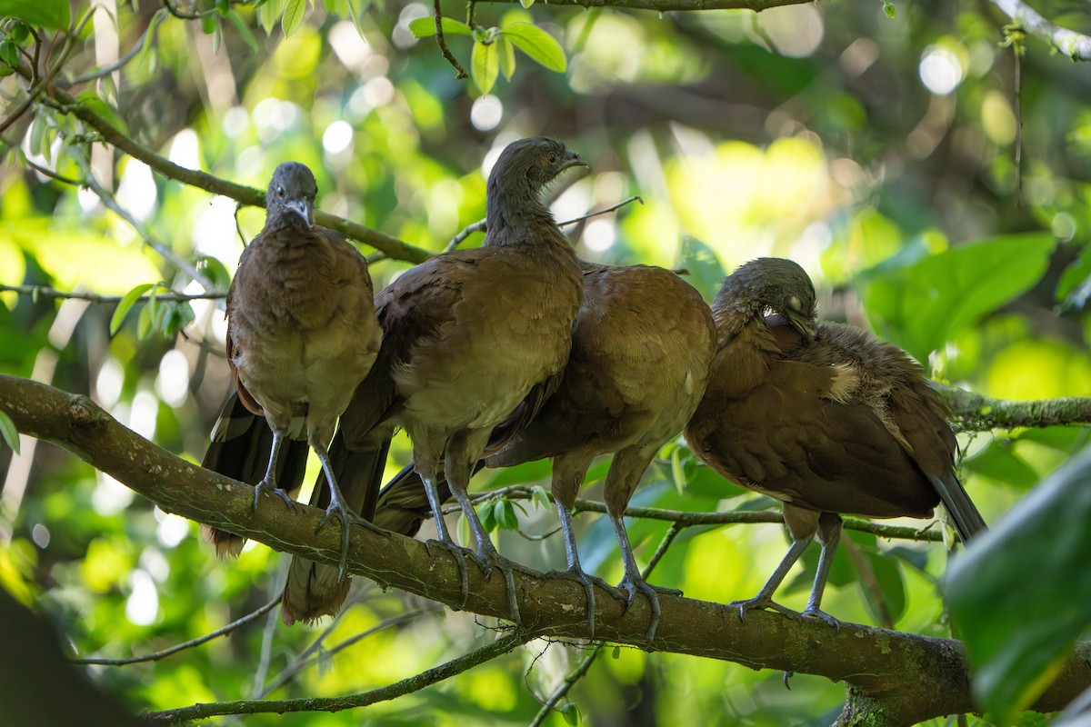 Gray-headed Chachalaca - ML642914215