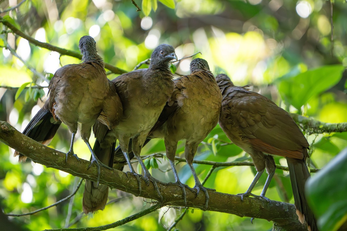 Gray-headed Chachalaca - ML642914216