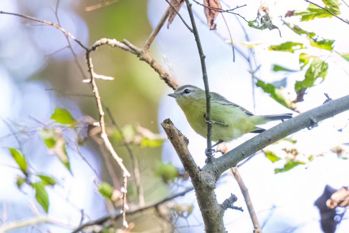 Philadelphia Vireo - ML642914231