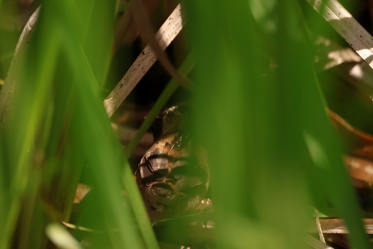 Marsh Wren - ML642914239