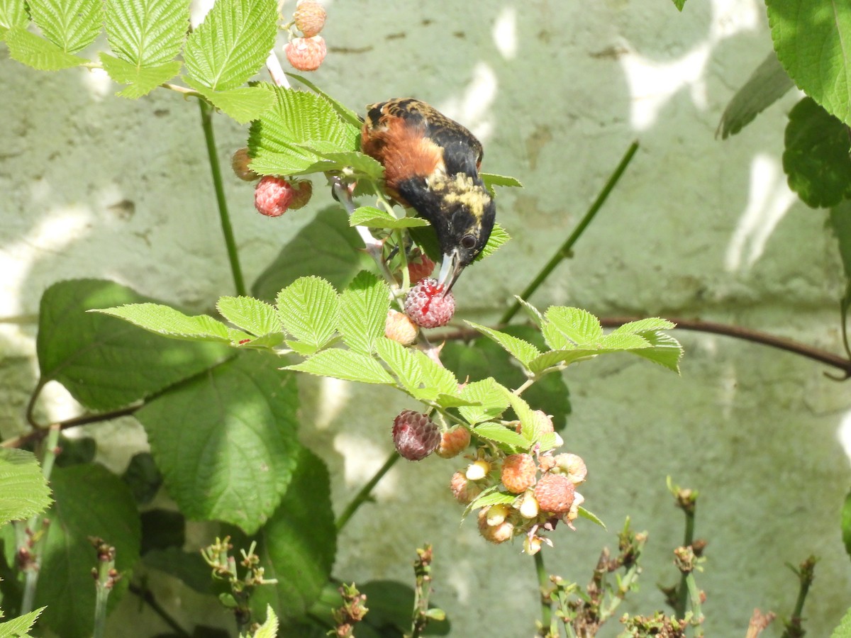 Orchard Oriole - ML642914242