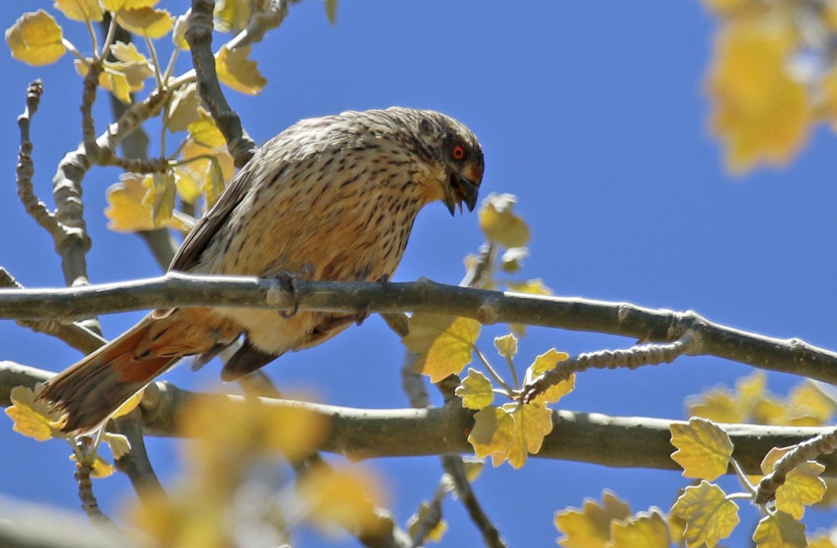 Rufous-tailed Plantcutter - ML642914244