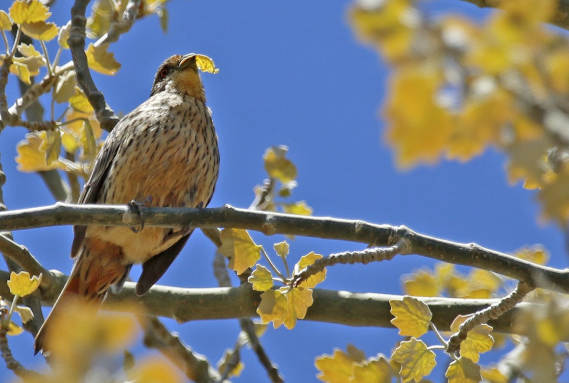 Rufous-tailed Plantcutter - ML642914245