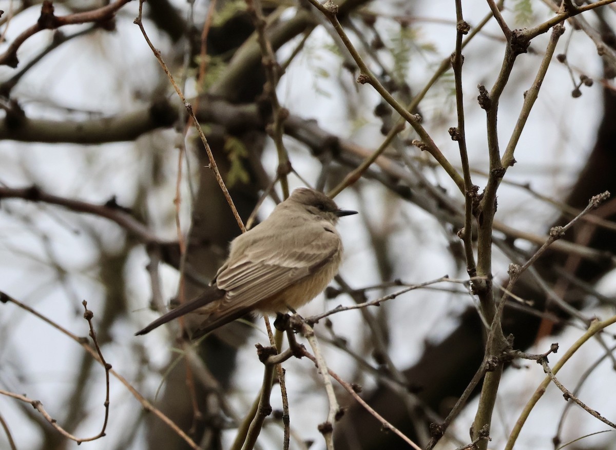 Say's Phoebe - ML642914248