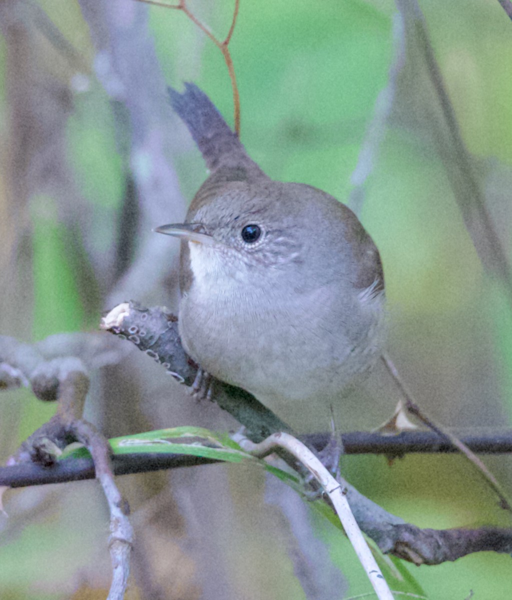 Northern House Wren - ML642914259