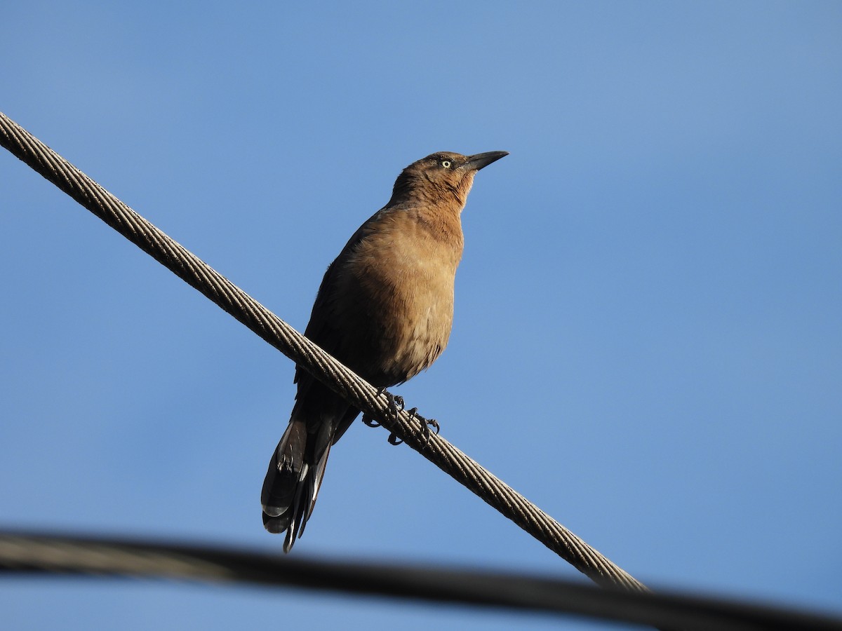 Great-tailed Grackle - ML642914268