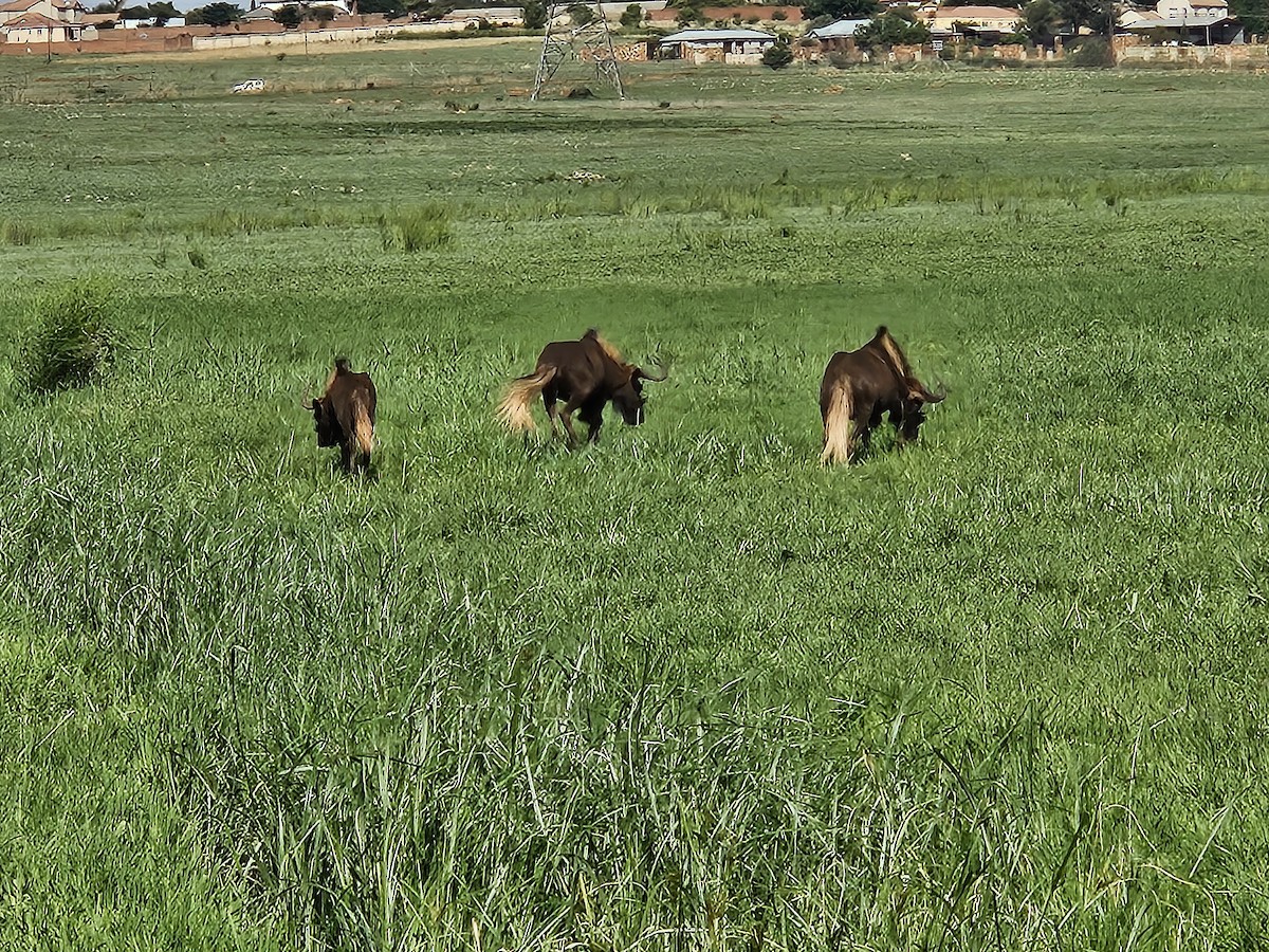 Black Wildebeest - ML642914275