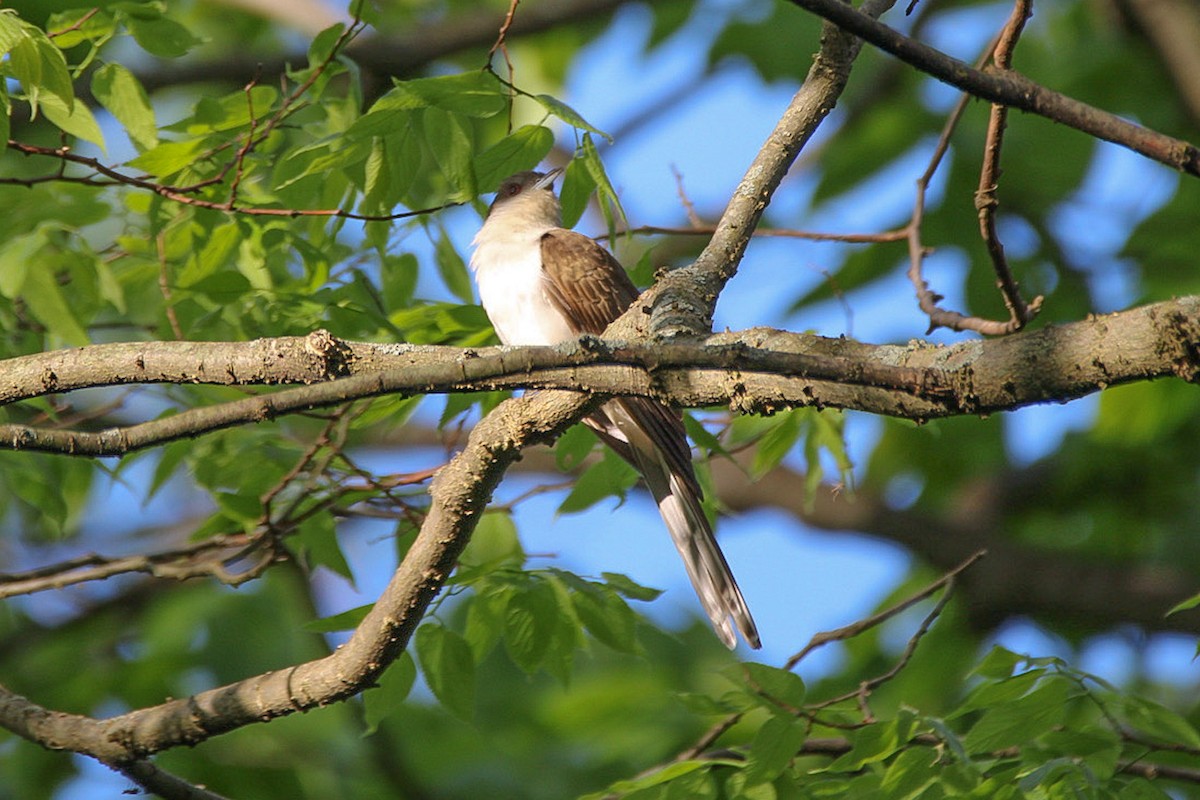 Black-billed Cuckoo - ML642914286
