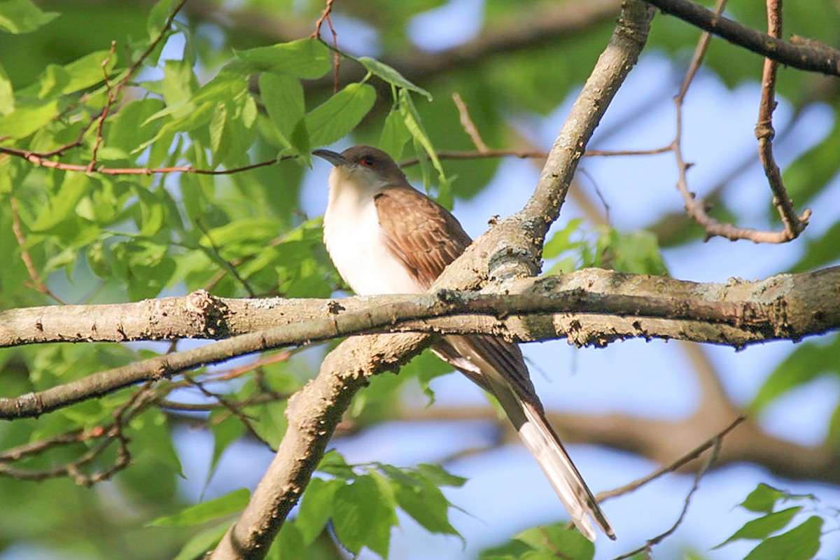 Black-billed Cuckoo - ML642914287
