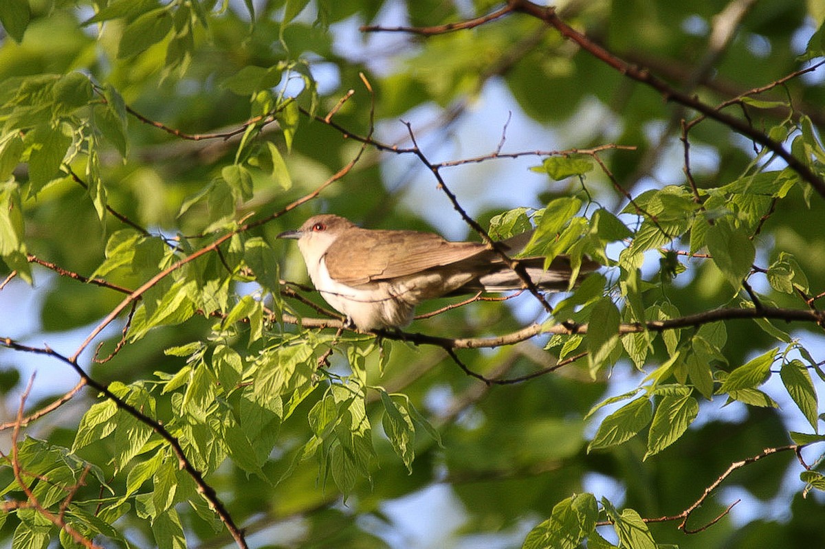 Black-billed Cuckoo - ML642914288