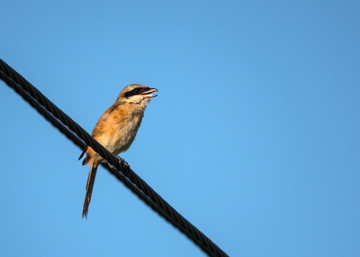 Алаг дунхай - ML642914289