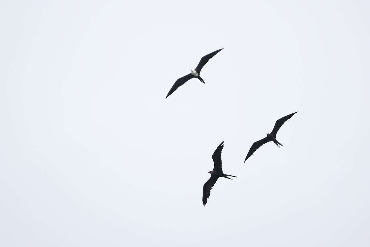 Magnificent Frigatebird - ML642914290