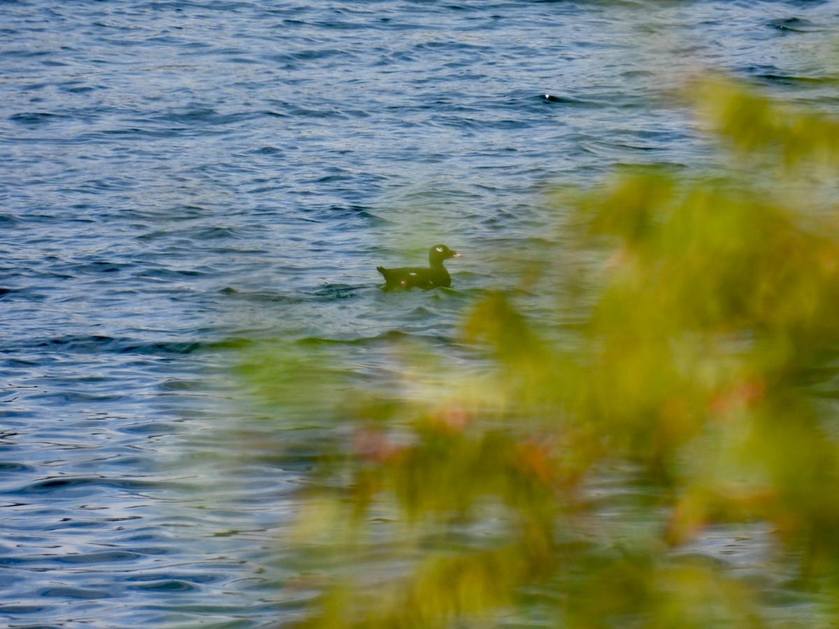White-winged Scoter - ML642914307