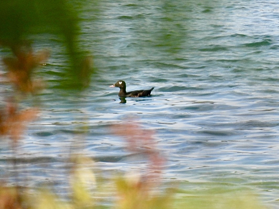 White-winged Scoter - ML642914308