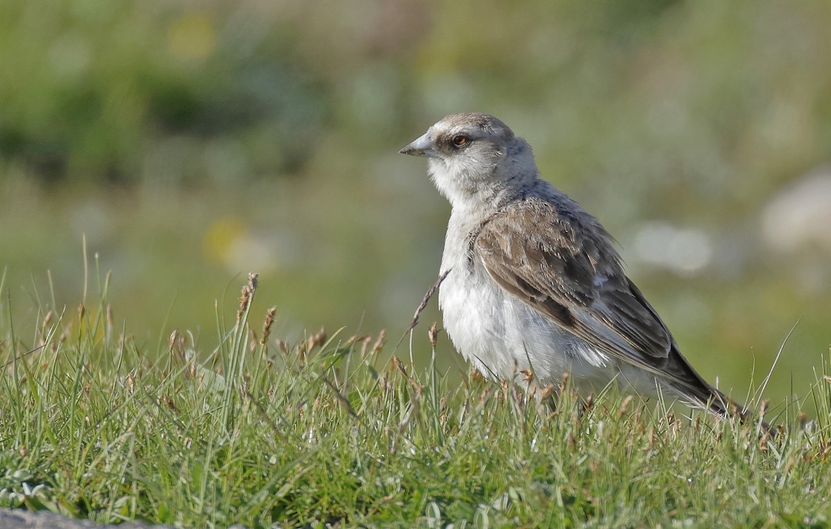 White-rumped Snowfinch - Dave Curtis