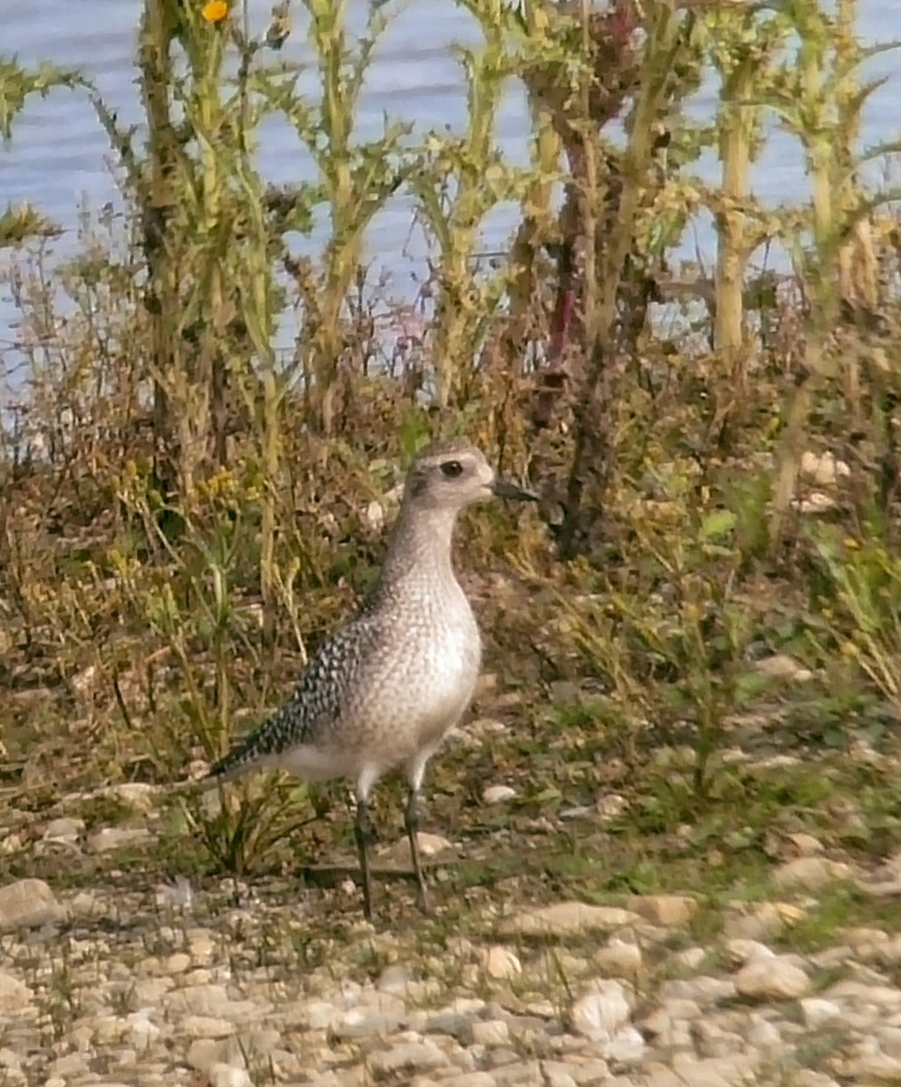 Black-bellied Plover - ML642914310