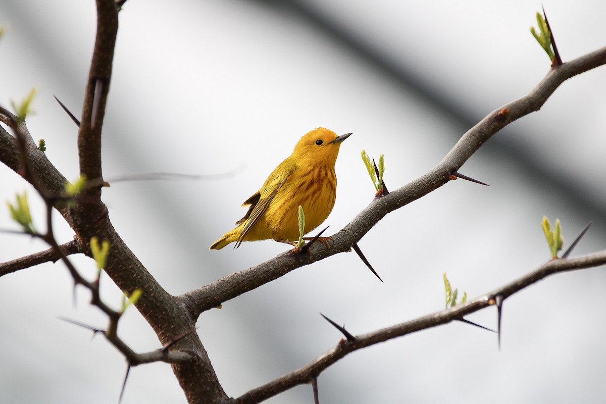 Yellow Warbler - ML642914312