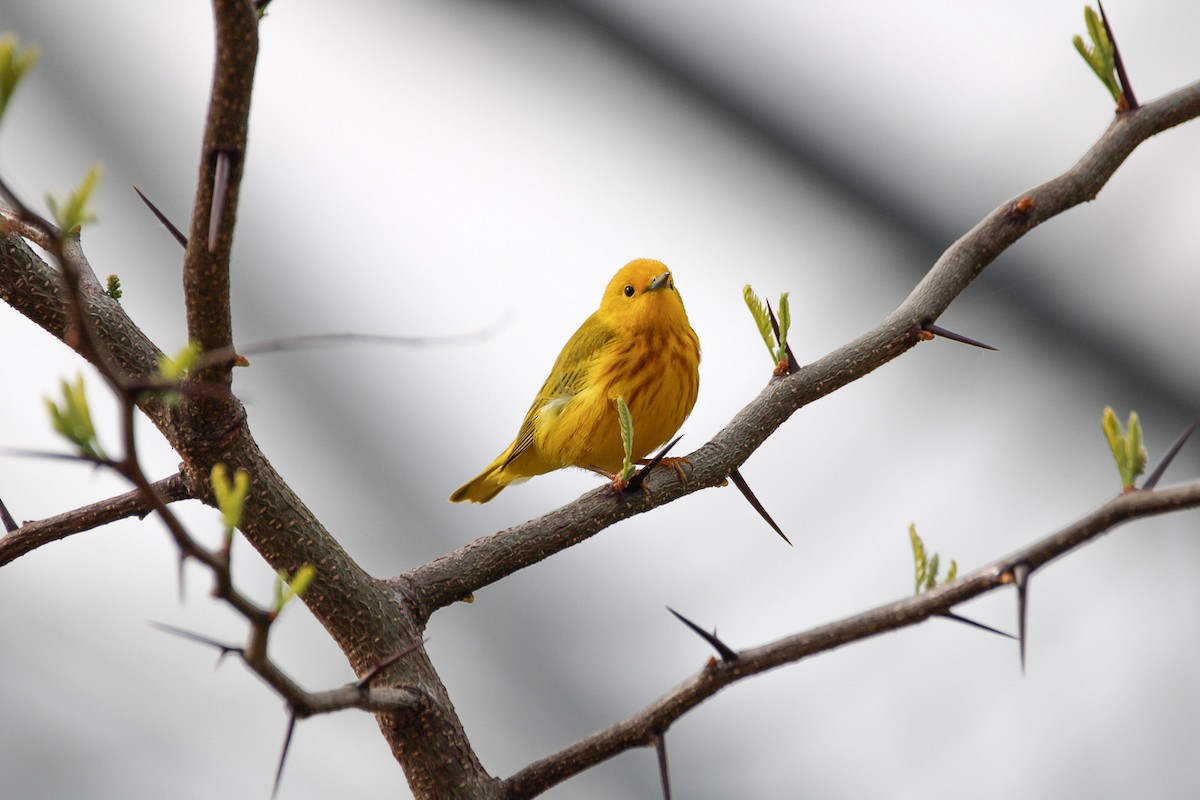 Yellow Warbler - ML642914313